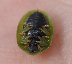Cassida stigmatica