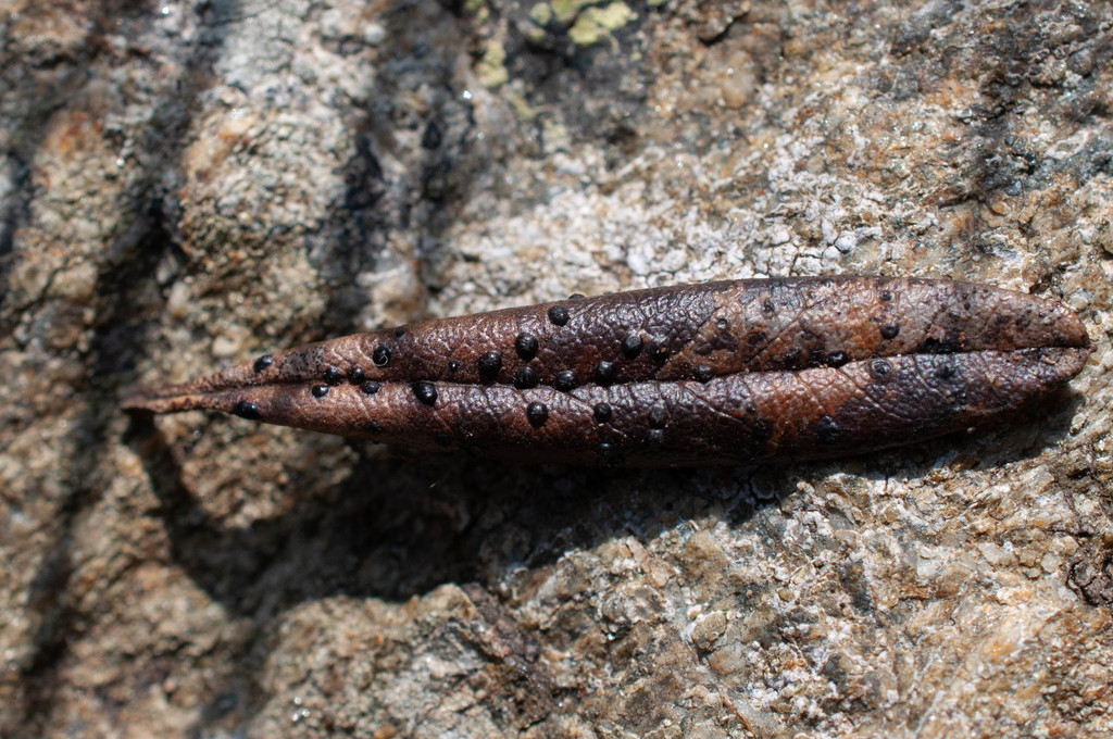 Coccomyces rhododendri