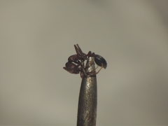 Monomorium indicum