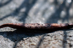 Coccomyces rhododendri