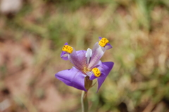 Hesperoxiphion herrerae