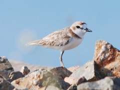 Charadrius peronii