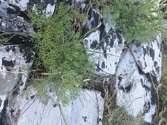 Artemisia alba