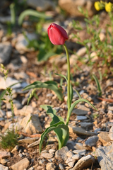 Tulipa hungarica rhodopea