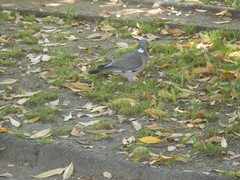 Columba palumbus