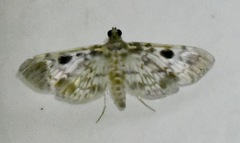 Rhimphaliodes macrostigma