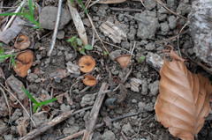 Dumontinia tuberosa