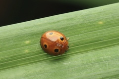 Phrynocaria unicolor