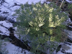Artemisia alba