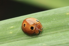 Phrynocaria unicolor