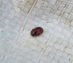 Gonioctena viminalis