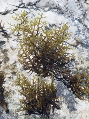 Cystoseira compressa