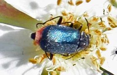 Cordylepherus viridis