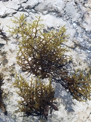 Cystoseira compressa