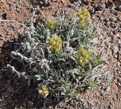 Oreocarya fulvocanescens