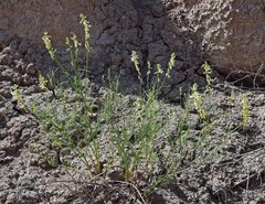 Astragalus lonchocarpus