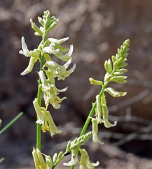 Astragalus lonchocarpus