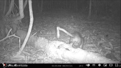 Didelphis marsupialis