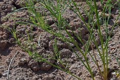Astragalus lonchocarpus