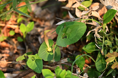 Aristolochia lutea