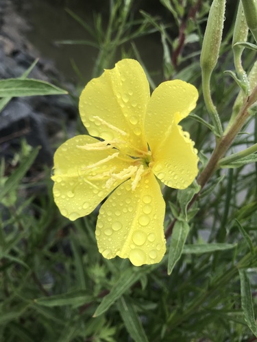 iNaturalist observation photo of tall evening primrose