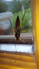 Diphyus quadripunctorius