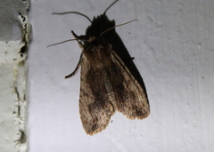 Lithophane hemina