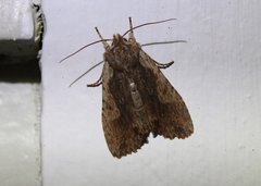 Lithophane hemina