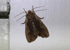 Lithophane hemina