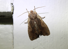 Lithophane hemina