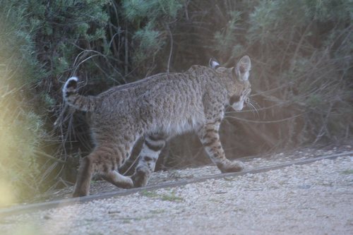iNaturalist observation photo of Bobcat