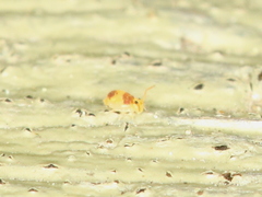 Deuterosminthurus bicinctus