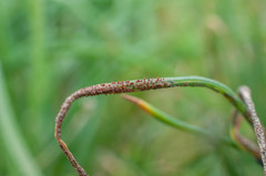 Puccinia liliacearum