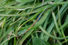 Puccinia liliacearum