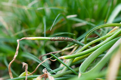 Puccinia liliacearum