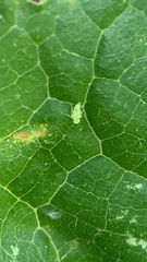 Graphocephala atropunctata