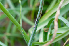 Puccinia lojkaiana