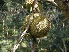 Durio zibethinus