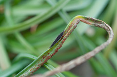 Puccinia lojkaiana