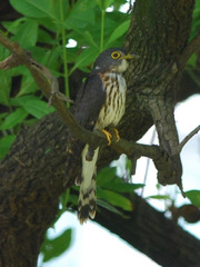 Hierococcyx nisicolor