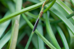 Puccinia lojkaiana