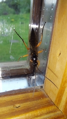 Diphyus quadripunctorius