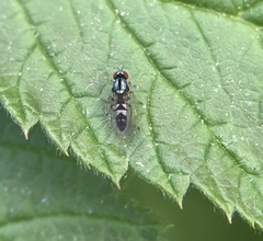Bertamyia notata