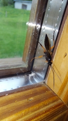 Diphyus quadripunctorius