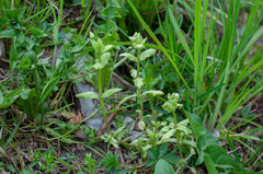 Peronospora alsinearum