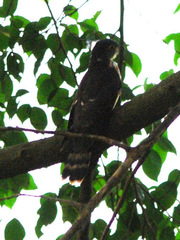 Hierococcyx nisicolor