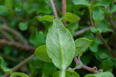 Peronospora alsinearum