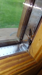 Diphyus quadripunctorius