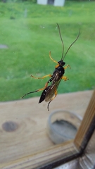 Diphyus quadripunctorius