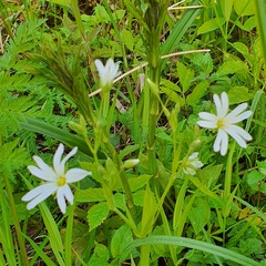 Stellaria palustris